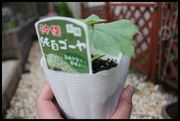 続・タラ~リンとチョコレート工場