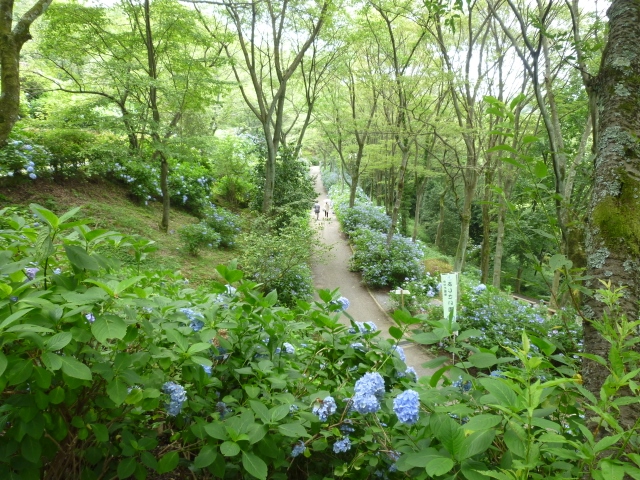 大阪府民の森、ぬかた園地のあじさい園に行ってきた