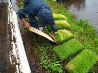 田植え