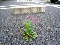 ご近所の・・・