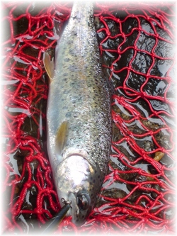 2010年の初釣り…然別川