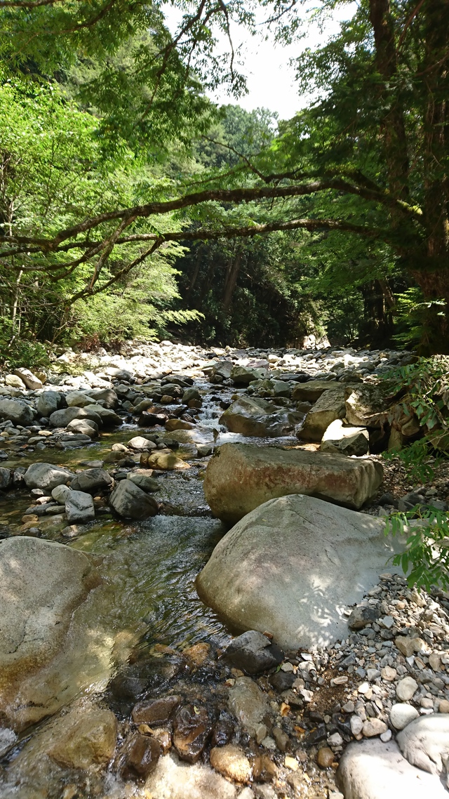 面河渓谷 鉄砲石川キャンプ場 面河渓谷 鉄砲石川キャンプ場