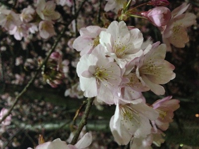蜂須賀桜が見ごろですよ～