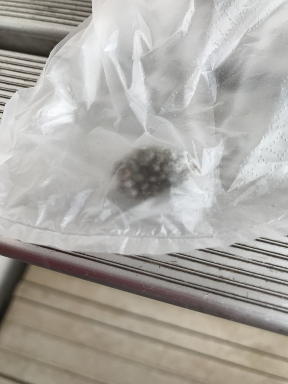 蜂の巣をつついたような騒ぎ\(//∇//)\ 蜂の巣をつついたような騒ぎ\(//∇//)\
