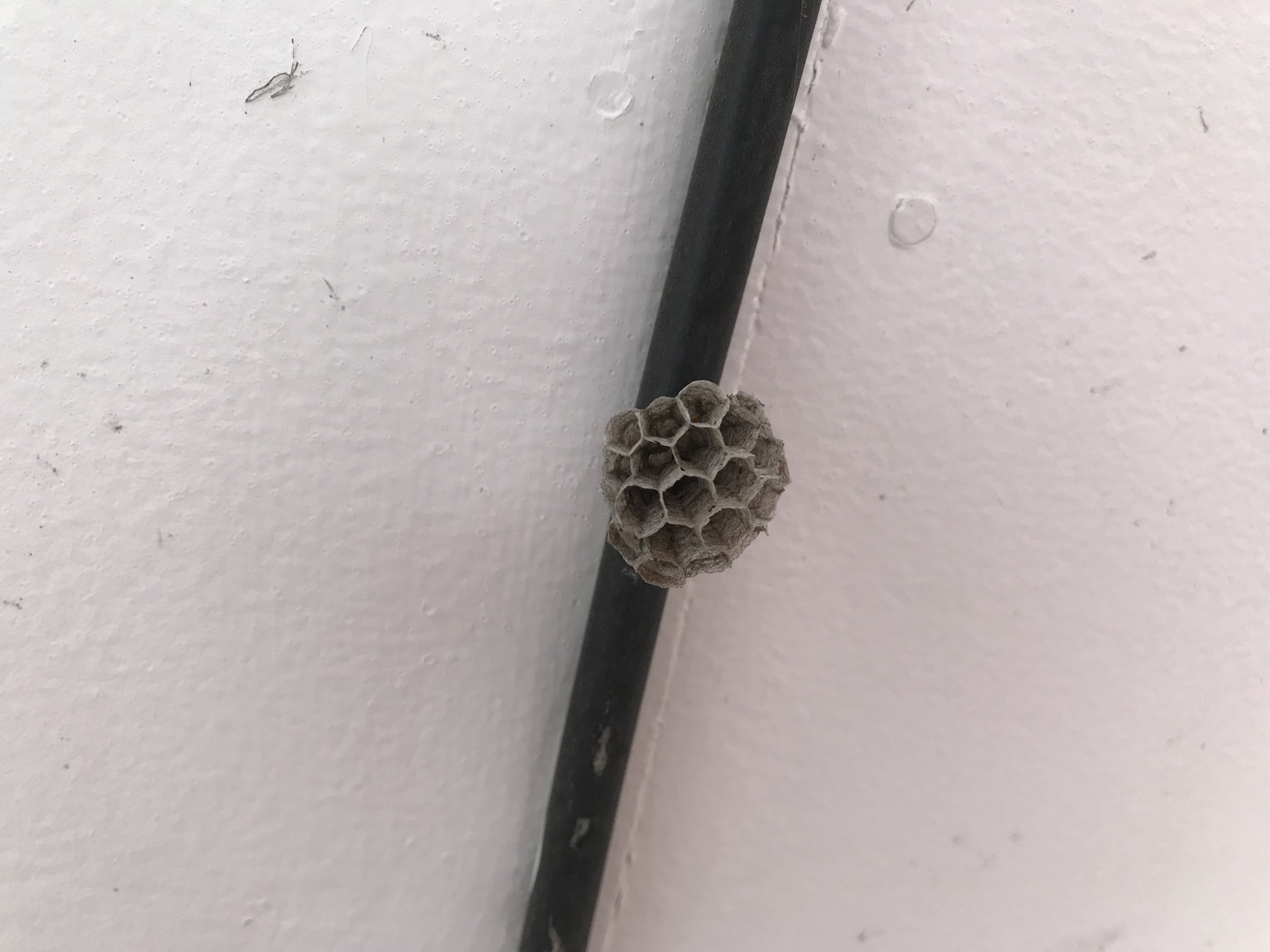 蜂の巣をつついたような騒ぎ\(//∇//)\ 蜂の巣をつついたような騒ぎ\(//∇//)\