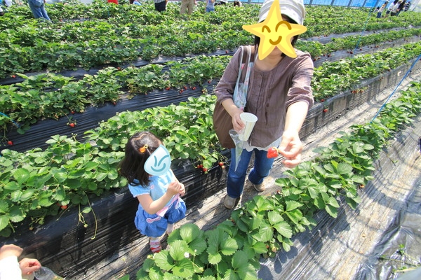 イチゴタラフクタベタ!
