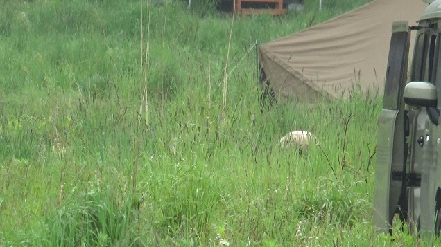 無給で働く もふもふスタッフ 無給で働く もふもふスタッフ