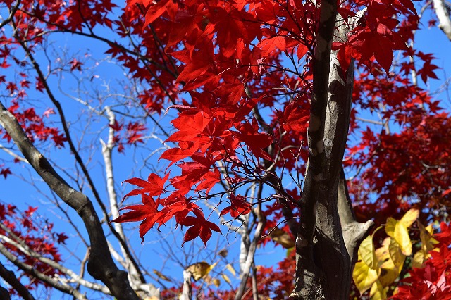 紅葉を眺めながら 焚き火をしたくて・・ 紅葉を眺めながら 焚き火をしたくて・・