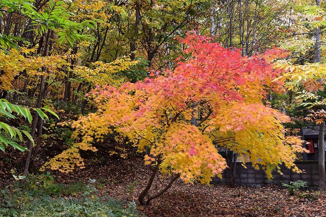 紅葉を眺めながら 焚き火をしたくて・・ 紅葉を眺めながら 焚き火をしたくて・・