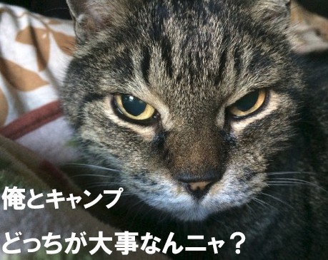 どっちも大事なんですけどニャ♡ どっちも大事なんですけどニャ♡