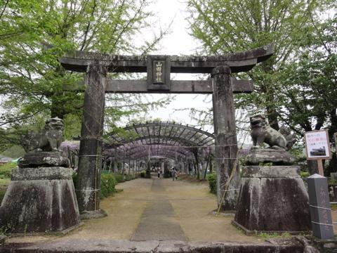 玉名市の山田日吉神社の県指定天然記念物「山田の藤」 玉名市の山田日吉神社の県指定天然記念物「山田の藤」