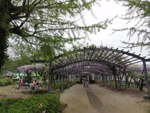 玉名市の山田日吉神社の県指定天然記念物「山田の藤」 玉名市の山田日吉神社の県指定天然記念物「山田の藤」