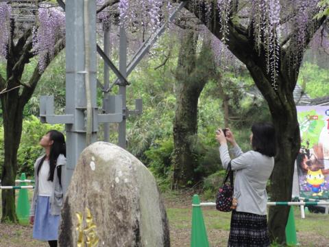 玉名市の山田日吉神社の県指定天然記念物「山田の藤」 玉名市の山田日吉神社の県指定天然記念物「山田の藤」