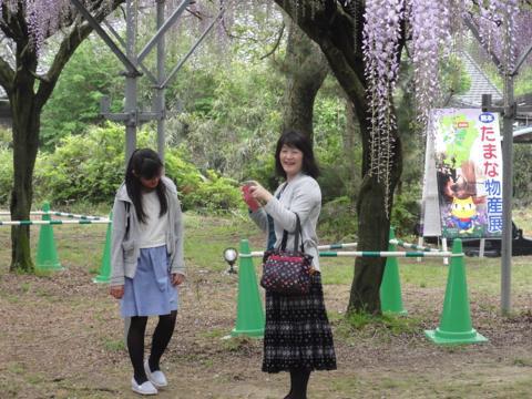 玉名市の山田日吉神社の県指定天然記念物「山田の藤」 玉名市の山田日吉神社の県指定天然記念物「山田の藤」