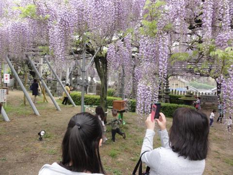 玉名市の山田日吉神社の県指定天然記念物「山田の藤」 玉名市の山田日吉神社の県指定天然記念物「山田の藤」