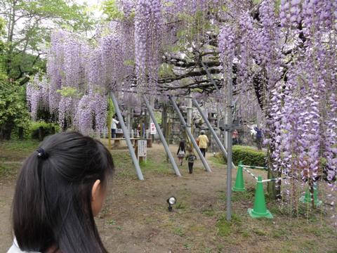 玉名市の山田日吉神社の県指定天然記念物「山田の藤」 玉名市の山田日吉神社の県指定天然記念物「山田の藤」