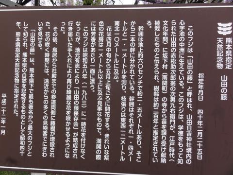 玉名市の山田日吉神社の県指定天然記念物「山田の藤」 玉名市の山田日吉神社の県指定天然記念物「山田の藤」