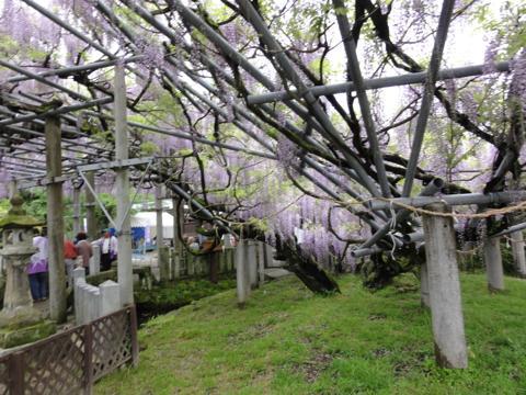 玉名市の山田日吉神社の県指定天然記念物「山田の藤」 玉名市の山田日吉神社の県指定天然記念物「山田の藤」
