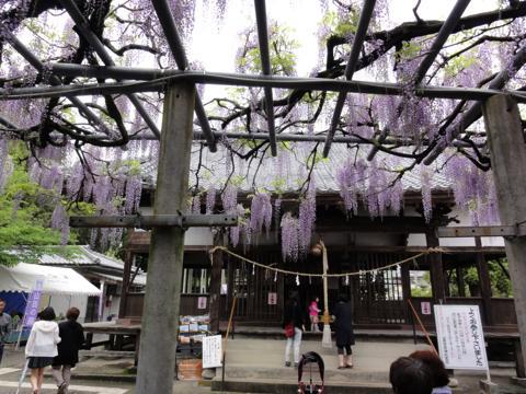 玉名市の山田日吉神社の県指定天然記念物「山田の藤」 玉名市の山田日吉神社の県指定天然記念物「山田の藤」