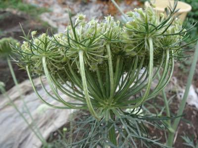 この植物は何でしょう? この植物は何でしょう?