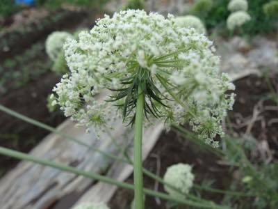 この植物は何でしょう? この植物は何でしょう?