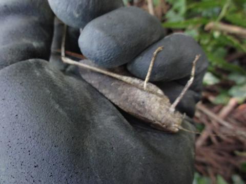 ドングリの木伐採(椎茸作り) ドングリの木伐採(椎茸作り)