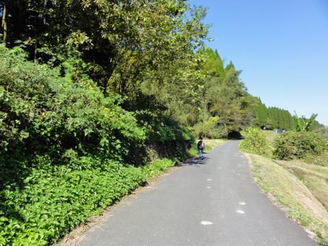 ドングリの木伐採(椎茸作り) ドングリの木伐採(椎茸作り)