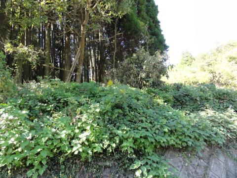ドングリの木伐採(椎茸作り) ドングリの木伐採(椎茸作り)