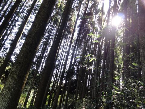 ドングリの木伐採(椎茸作り) ドングリの木伐採(椎茸作り)