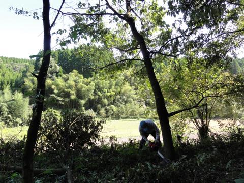 ドングリの木伐採(椎茸作り) ドングリの木伐採(椎茸作り)