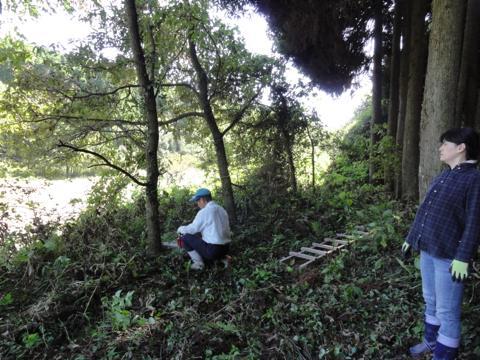 ドングリの木伐採(椎茸作り) ドングリの木伐採(椎茸作り)