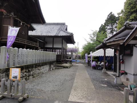 玉名市の山田日吉神社の県指定天然記念物「山田の藤」 玉名市の山田日吉神社の県指定天然記念物「山田の藤」