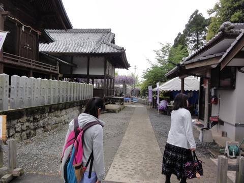 玉名市の山田日吉神社の県指定天然記念物「山田の藤」 玉名市の山田日吉神社の県指定天然記念物「山田の藤」
