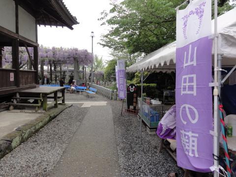 玉名市の山田日吉神社の県指定天然記念物「山田の藤」 玉名市の山田日吉神社の県指定天然記念物「山田の藤」