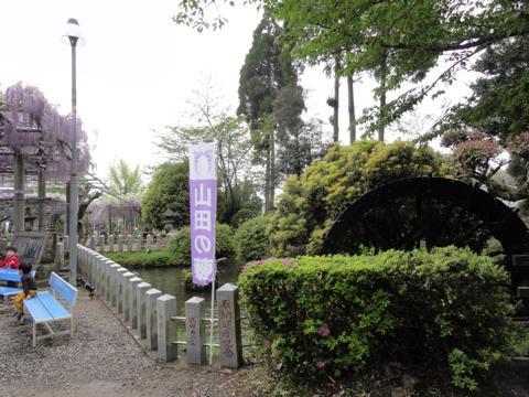 玉名市の山田日吉神社の県指定天然記念物「山田の藤」 玉名市の山田日吉神社の県指定天然記念物「山田の藤」