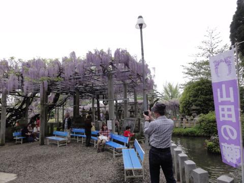 玉名市の山田日吉神社の県指定天然記念物「山田の藤」 玉名市の山田日吉神社の県指定天然記念物「山田の藤」