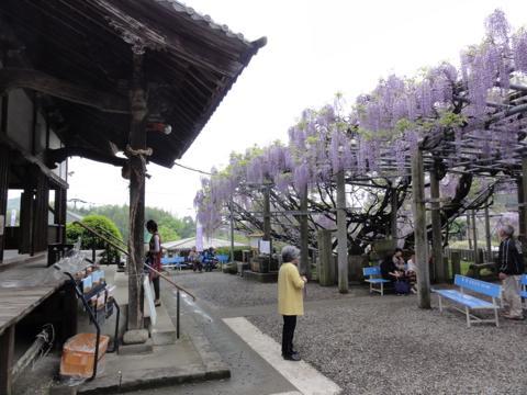 玉名市の山田日吉神社の県指定天然記念物「山田の藤」 玉名市の山田日吉神社の県指定天然記念物「山田の藤」