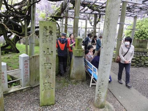 玉名市の山田日吉神社の県指定天然記念物「山田の藤」 玉名市の山田日吉神社の県指定天然記念物「山田の藤」