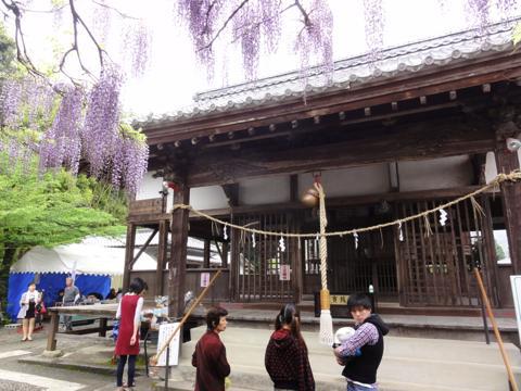玉名市の山田日吉神社の県指定天然記念物「山田の藤」 玉名市の山田日吉神社の県指定天然記念物「山田の藤」