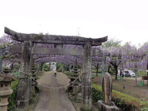 玉名市の山田日吉神社の県指定天然記念物「山田の藤」 玉名市の山田日吉神社の県指定天然記念物「山田の藤」