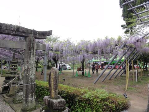 玉名市の山田日吉神社の県指定天然記念物「山田の藤」 玉名市の山田日吉神社の県指定天然記念物「山田の藤」