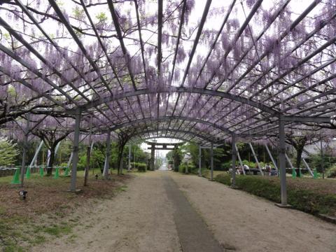玉名市の山田日吉神社の県指定天然記念物「山田の藤」 玉名市の山田日吉神社の県指定天然記念物「山田の藤」