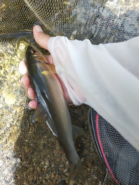 名栗川へGO! 鮎友釣り 名栗川へGO! 鮎友釣り