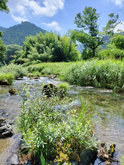 名栗川へGO! 鮎友釣り 名栗川へGO! 鮎友釣り