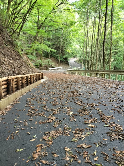 名栗川へGO! イワナ 名栗川へGO! イワナ