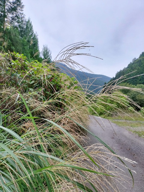 名栗川へGO! イワナ 名栗川へGO! イワナ