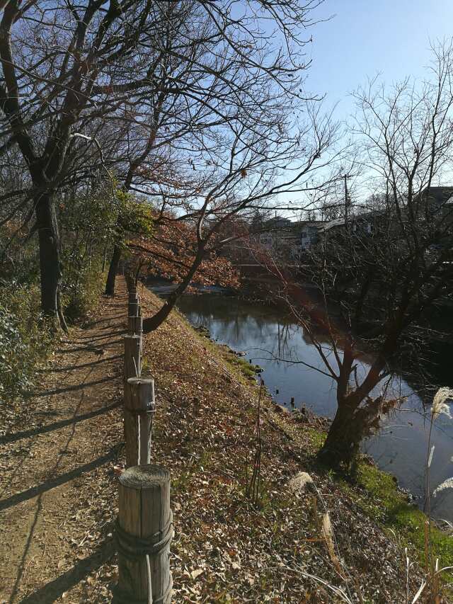 柳瀬川へGO! 初釣り 鯉フライ 柳瀬川へGO! 初釣り 鯉フライ