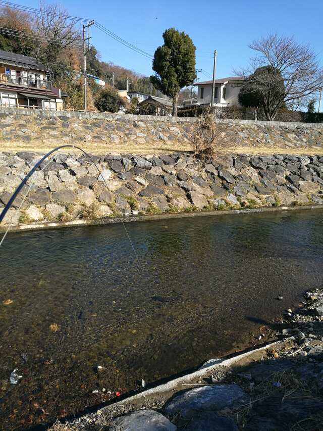 柳瀬川へGO! 初釣り 鯉フライ 柳瀬川へGO! 初釣り 鯉フライ