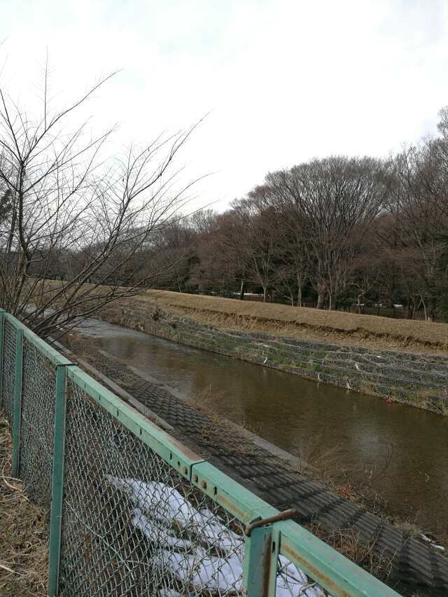 柳瀬川へGO! カブで鯉釣り 柳瀬川へGO! カブで鯉釣り