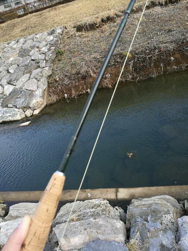 柳瀬川へGO! カブで鯉釣り 柳瀬川へGO! カブで鯉釣り